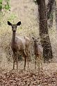 035 Bandavghar Nationaal Park, Sambar Hert